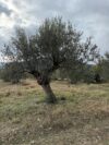 In a Greek place and time (Achladokambos0, my mother gathered olives from trees bearing fruit. I similarly follow but in a strange and foreign land.