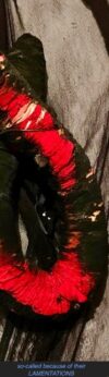 and the stain in the black earth spread as the red blood drops from the gleaming golden chain that lies broken at her throat (Eκabe 152-55)